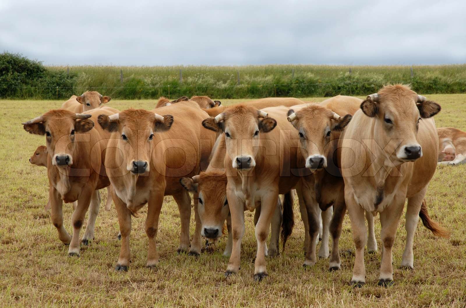 moo